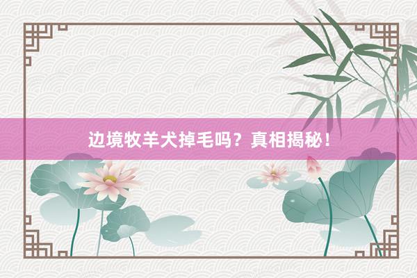 边境牧羊犬掉毛吗？真相揭秘！